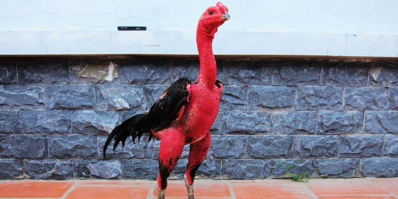 Gà đòn là gì? Lịch sử và xuất xứ của đá gà đòn là như thế nào? 