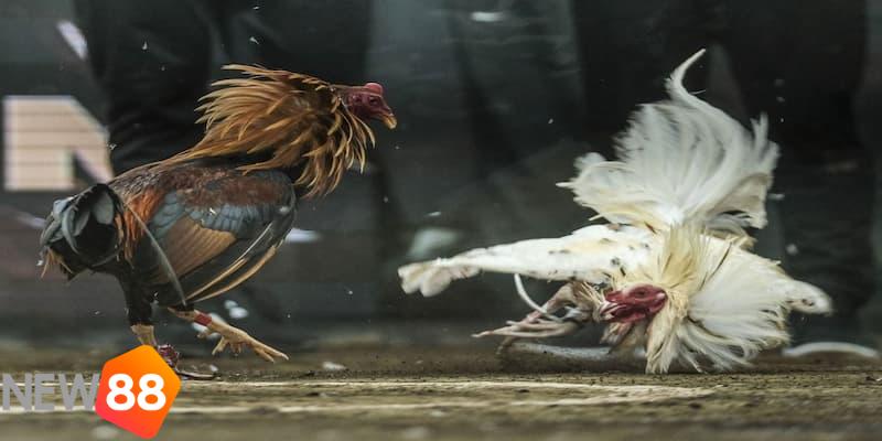 đá gà online đá gà online