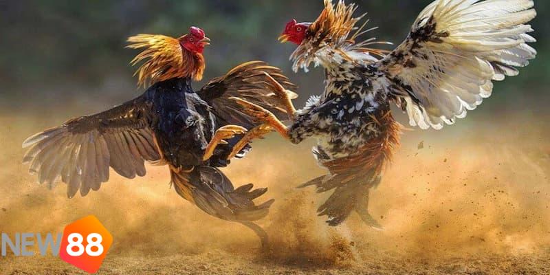 đá gà online đá gà online