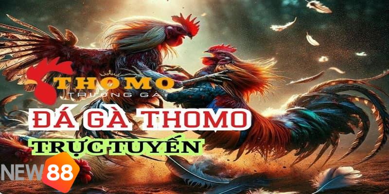 đá gà trường thomo đá gà trường thomo