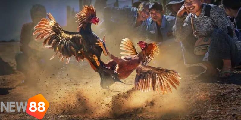 đá gà trường thomo đá gà trường thomo