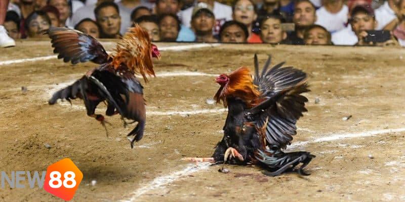 trực tiếp đá gà casino trực tiếp đá gà casino