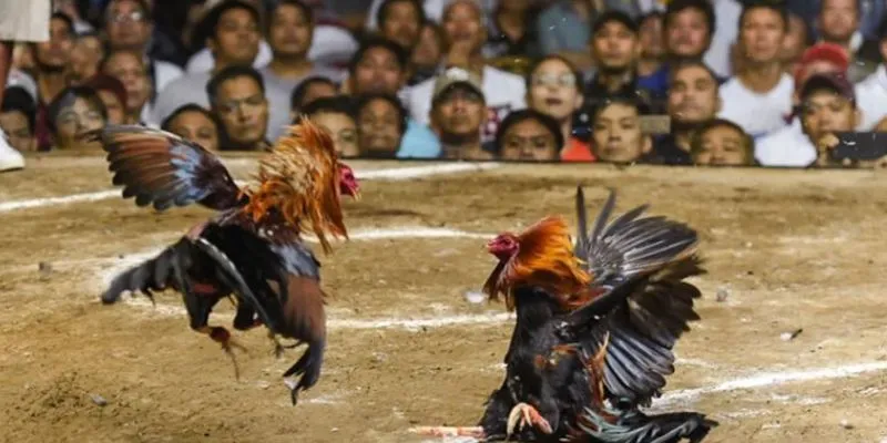 Đá Gà Casino Trực Tiếp Tại New88 - Đa Dạng Các Loại Cược 2 Khám phá thế giới giải trí đỉnh cao tại đá gà casino