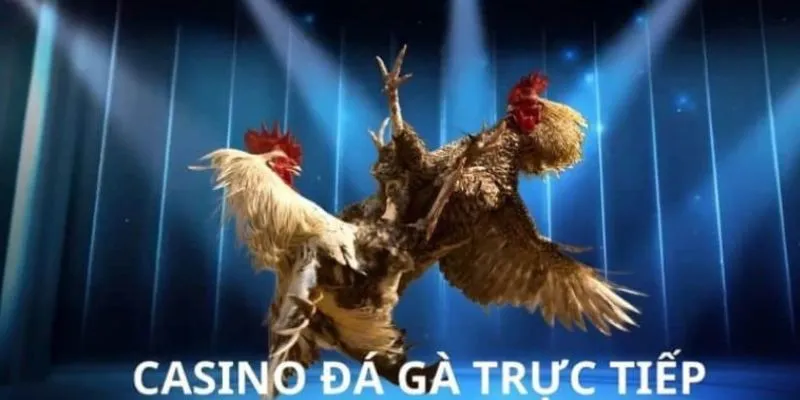 Đá Gà Casino Trực Tiếp Tại New88 - Đa Dạng Các Loại Cược 3 Hướng dẫn tham gia đá gà casino tại New88 chi tiết