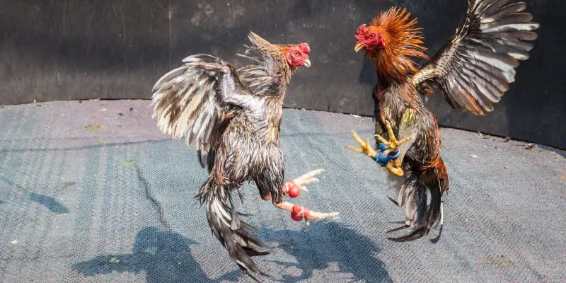 Đá Gà Casino Trực Tiếp Tại New88 - Đa Dạng Các Loại Cược 4 Chiến thuật và kinh nghiệm để chiến thắng trong đá gà casino