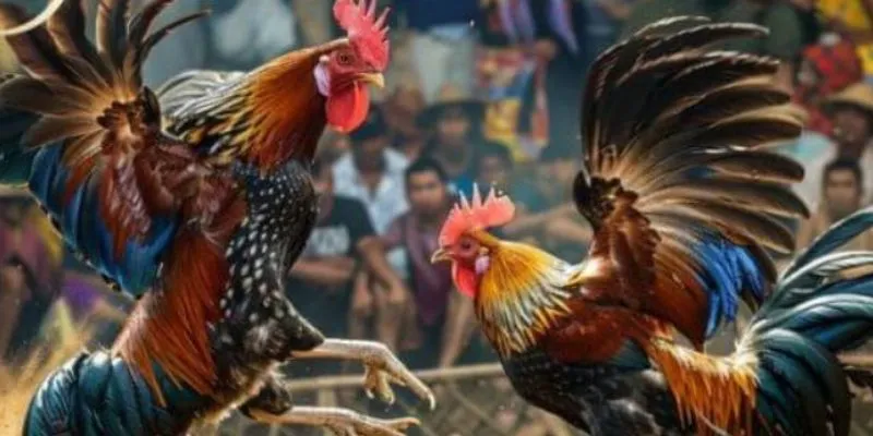 Hướng dẫn chi tiết về cách chơi đá gà cựa sắt Thomo