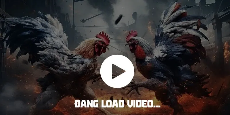 Bí quyết thắng trong trò chơi đá gà cựa sắt Thomo