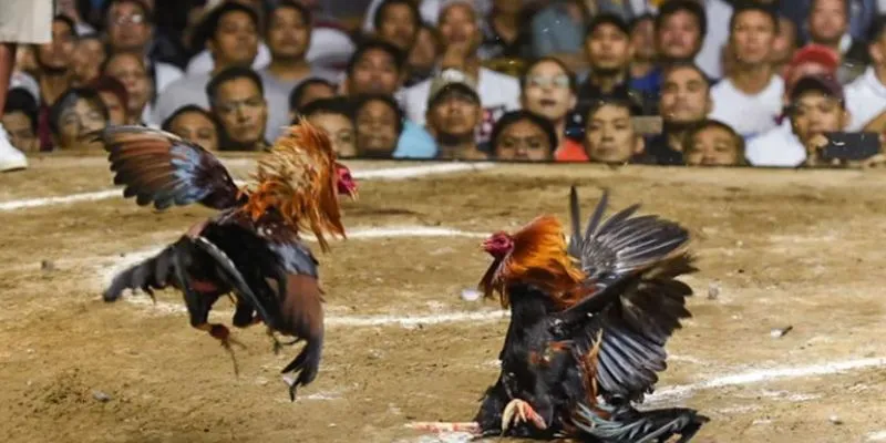 Luật chơi đá gà mạnh chi tiết 