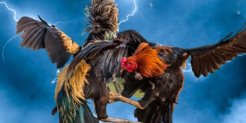 Cách đặt cược đá gà an toàn và hiệu quả 