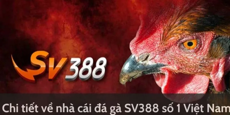 Một số hình thức tổ chức đá gà tại SV388