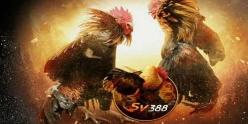 Thông tin trực tiếp đá gà SV388
