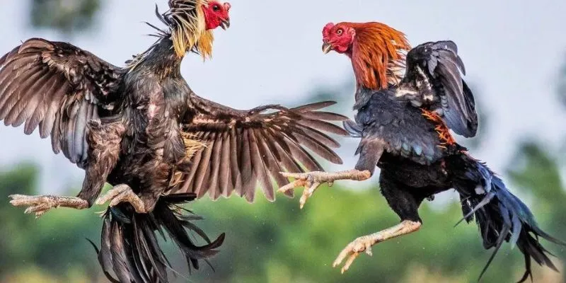 Trải Nghiệm Cược Đá Gà Thomo Trực Tuyến Vô Cùng Hot New88 2 Nhiều điều thú vị khi chơi đá gà trực tuyến