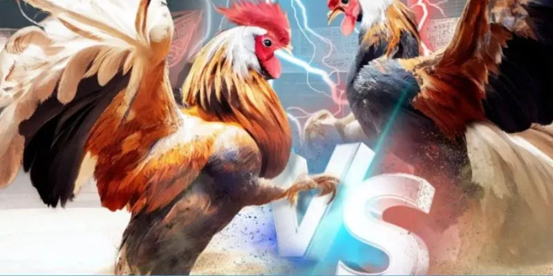 Trải Nghiệm Cược Đá Gà Thomo Trực Tuyến Vô Cùng Hot New88 3 Các bước cơ bản để tham gia cược đá gà trực tuyến