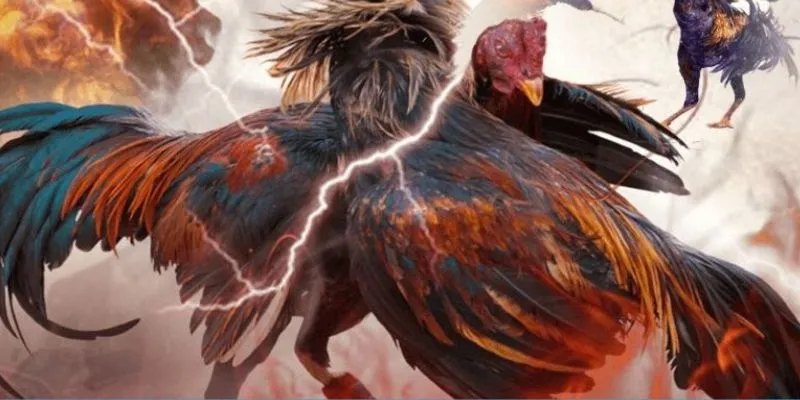 Trải Nghiệm Cược Đá Gà Thomo Trực Tuyến Vô Cùng Hot New88 4 Mẹo hay khi tham gia cược đá gà thomo