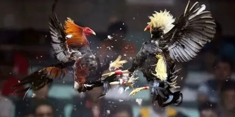 Cách thức tham gia chơi đá gà cpc3 trực tuyến