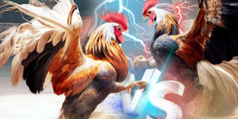 Những lợi ích khi chơi đá gà cpc3 trực tiếp tại New88