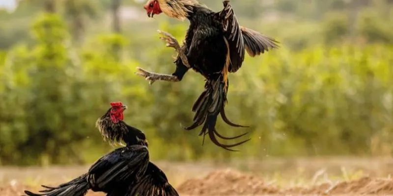 Khuyến mãi hấp dẫn khi tham gia chơi đá gà cpc3