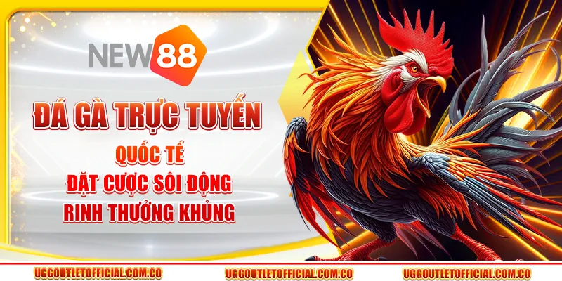 Đá Gà Trực Tuyến Quốc Tế - Đặt Cược Rinh Thưởng Khủng
