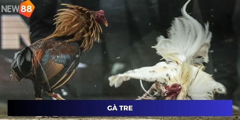 Đá Gà Hàng Xáo - Bí Quyết Cá Cược Đỉnh Cao Cùng New88 3 Gà tre