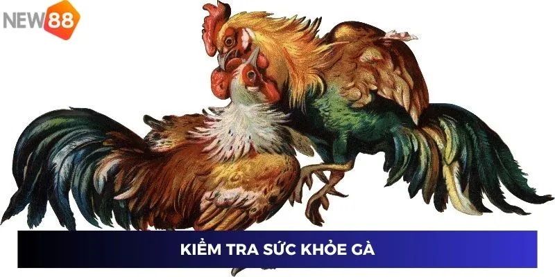 Đá Gà Hàng Xáo - Bí Quyết Cá Cược Đỉnh Cao Cùng New88 4 Kiểm tra sức khỏe gà