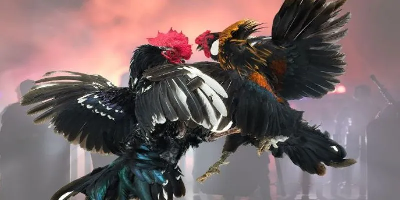 Sức hấp dẫn của cược c1 đá gà hấp dẫn