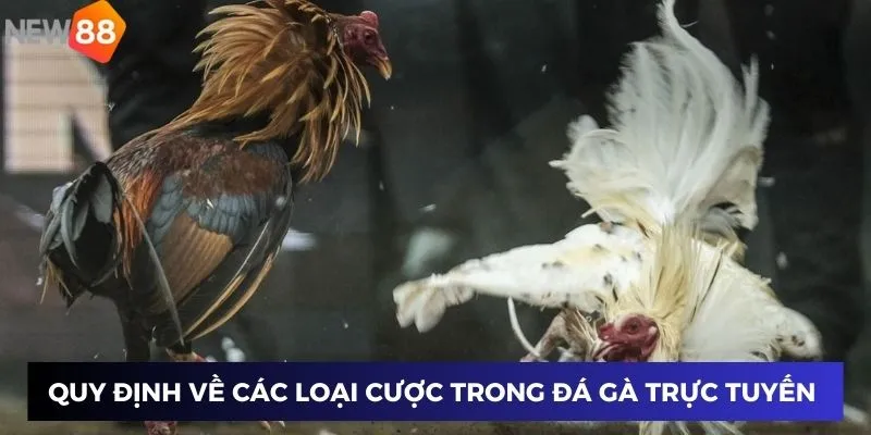 Quy định về các loại cược trong đá gà trực tuyến quốc tế