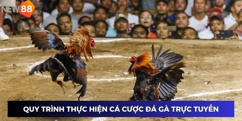 Quy trình thực hiện cá cược đá gà trực tuyến