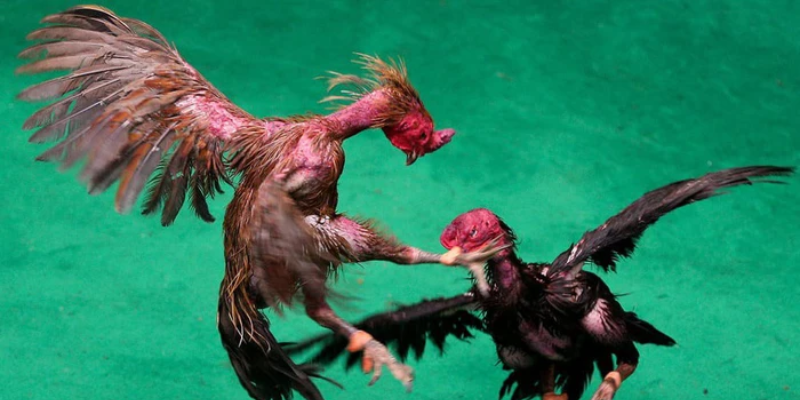 Đá Gà Chọi Thái Lan – Trận Đấu Hấp Dẫn Và Những Mẹo Đặt Cược 2 Các chiến kê Thái Lan được đánh giá cao nhờ thể lực mạnh