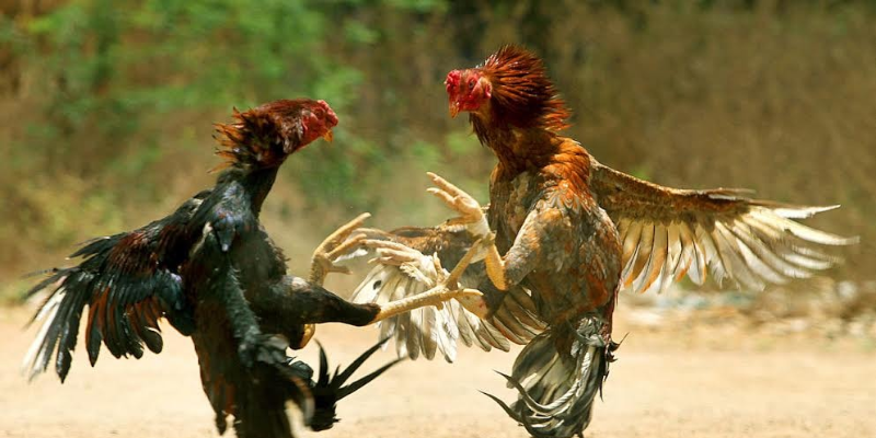 Đá Gà Chọi Thái Lan – Trận Đấu Hấp Dẫn Và Những Mẹo Đặt Cược 3 Đá gà chọi Thái Lan mang đậm bản sắc văn hóa truyền thống