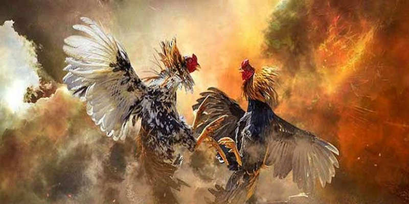 Đá Gà Chọi Thái Lan – Trận Đấu Hấp Dẫn Và Những Mẹo Đặt Cược 4 Những chiến thuật trong đá gà Thái Lan thể hiện sự thông minh