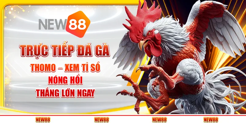 Trực Tiếp Đá Gà Thomo – Xem Tỉ Số Nóng Hổi, Thắng Lớn Ngay
