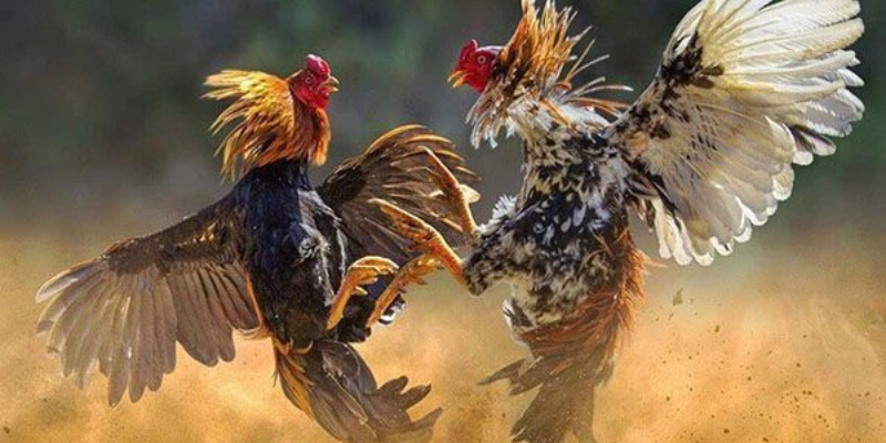 Giới thiệu thông tin tổng quan về đá gà chọi Thái Lan