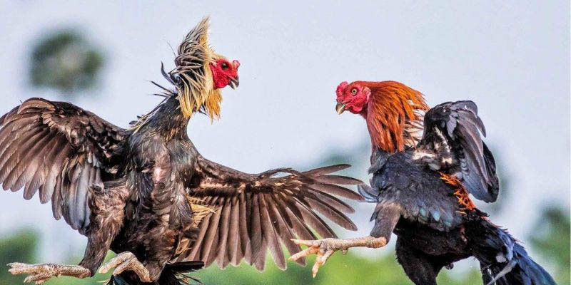 Các giống gà trong đá gà chọi Thái Lan
