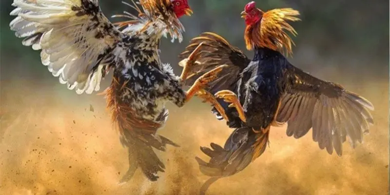 Đá Gà Peru - Tìm Hiểu Về Môn Thể Thao Truyền Thống Hấp Dẫn 3 Luật chơi cần biết khi tham gia chơi đá gà