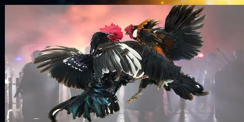 Đá Gà Peru - Tìm Hiểu Về Môn Thể Thao Truyền Thống Hấp Dẫn 2 Hiểu rõ về khái niệm đá gà Peru là gì khi chơi