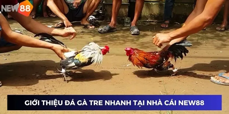 Đá Gà Tre Nhanh - Trận Chiến Cực Hấp Dẫn Chỉ Có Tại New88 2 Giới thiệu Đá Gà Tre Nhanh tại nhà cái New88