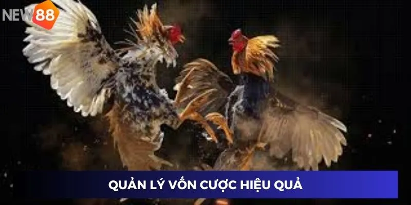 Đá Gà Tre Nhanh - Trận Chiến Cực Hấp Dẫn Chỉ Có Tại New88 4 Quản lý vốn cược hiệu quả