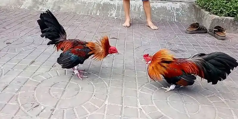 Tổng quan về hình thức cược đá gà trên mạng