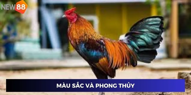 Màu Mạng Gà Đá - Mẹo Đặt Cược Thắng Tuyệt Đối 2024 2 Màu sắc và phong thủy