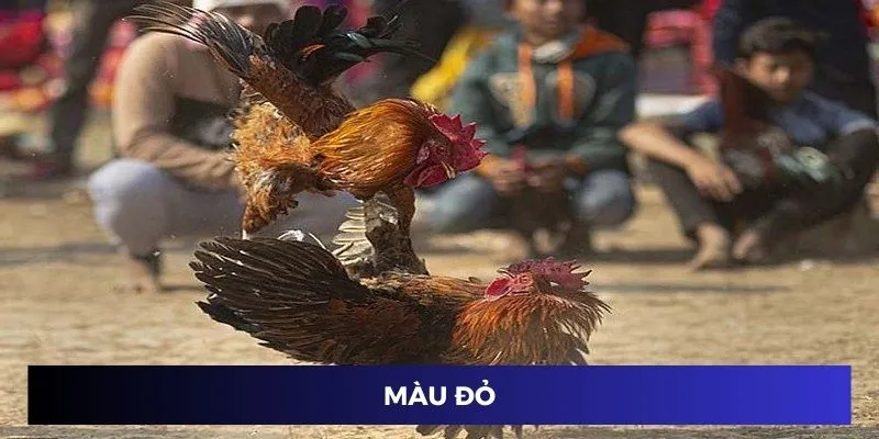 Màu Mạng Gà Đá - Mẹo Đặt Cược Thắng Tuyệt Đối 2024 3 Màu đỏ
