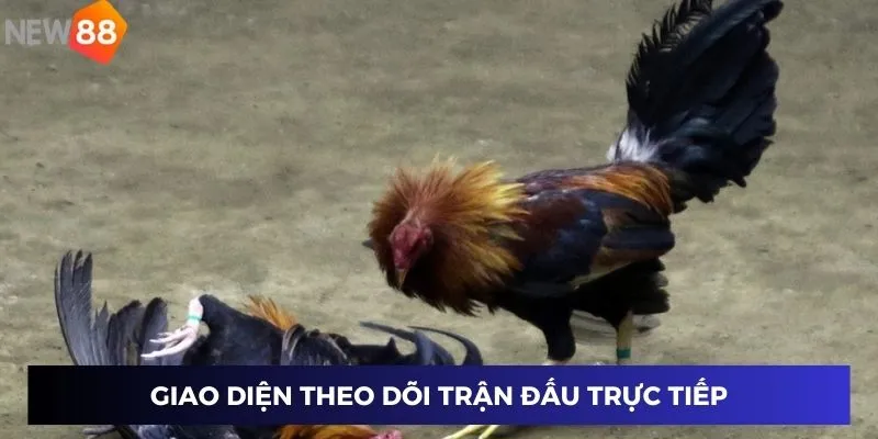 Trực Tiếp Cựa Dao - Những Khoảnh Khắc Hồi Hộp Không Thể Bỏ Lỡ 2 Giao diện theo dõi trận đấu trực tiếp gà đá cuốn hút