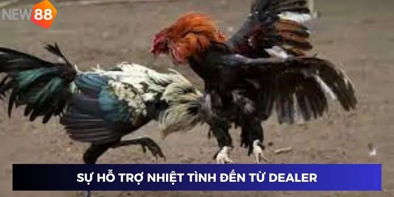 Trực Tiếp Cựa Dao - Những Khoảnh Khắc Hồi Hộp Không Thể Bỏ Lỡ 3 Sự hỗ trợ nhiệt tình đến từ Dealer