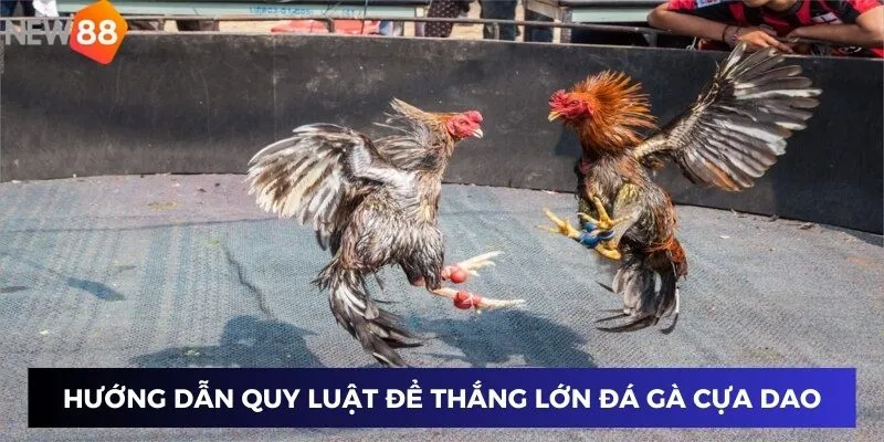 Trực Tiếp Cựa Dao - Những Khoảnh Khắc Hồi Hộp Không Thể Bỏ Lỡ 4 Hướng dẫn quy luật để thắng lớn đá gà cựa dao