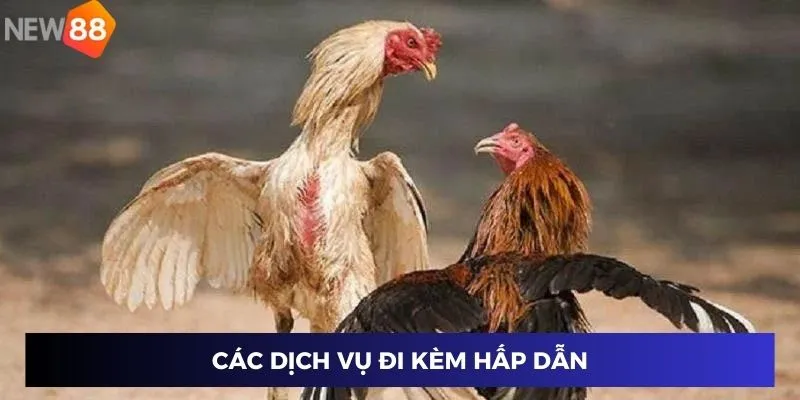 Trực Tiếp Đá Gà Thomo – Xem Tỉ Số Nóng Hổi, Thắng Lớn Ngay 2 Các dịch vụ đi kèm hấp dẫn