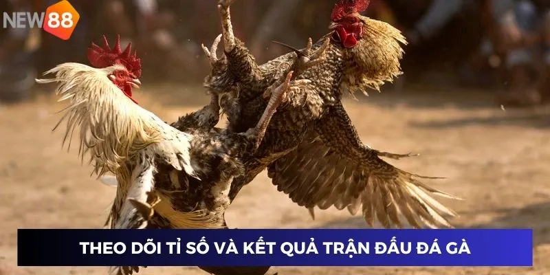 Trực Tiếp Đá Gà Thomo – Xem Tỉ Số Nóng Hổi, Thắng Lớn Ngay 3 Theo dõi tỉ số và kết quả trận đấu đá gà