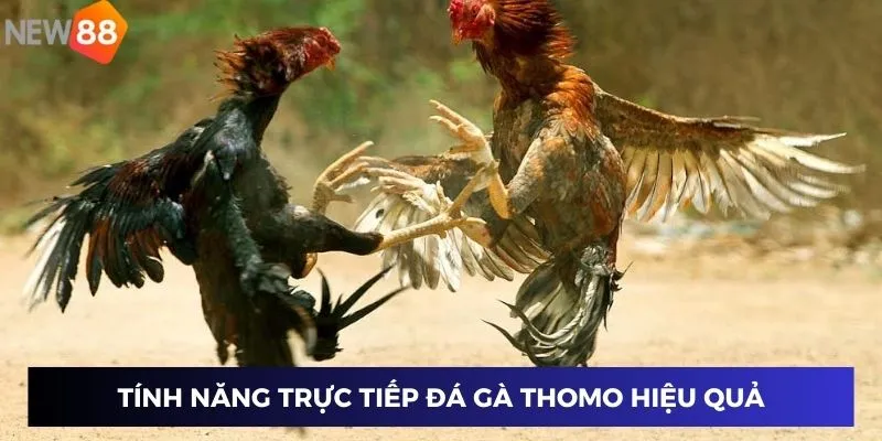 Trực Tiếp Đá Gà Thomo – Xem Tỉ Số Nóng Hổi, Thắng Lớn Ngay 4 Tính năng trực tiếp đá gà thomo hiệu quả