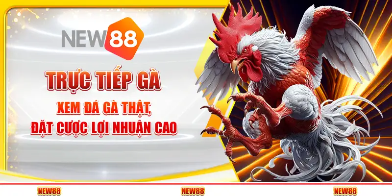 Trực Tiếp Gà – Xem Đá Gà Thật, Đặt Cược Lợi Nhuận Cao