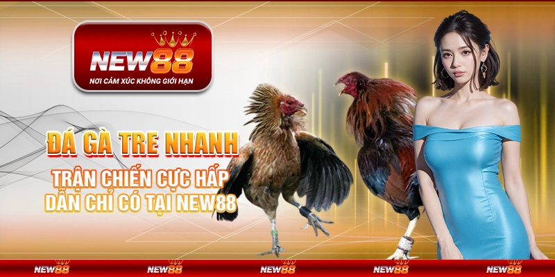 Đá Gà Tre Nhanh - Trận Chiến Cực Hấp Dẫn Chỉ Có Tại New88