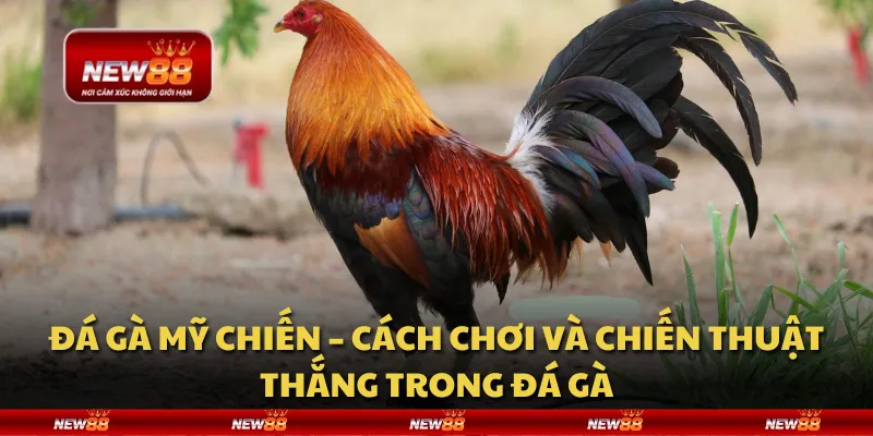 Đá gà mỹ chiến – Cách chơi và chiến thuật thắng trong đá gà 8 Đá gà mỹ chiến – Cách chơi và chiến thuật thắng trong đá gà