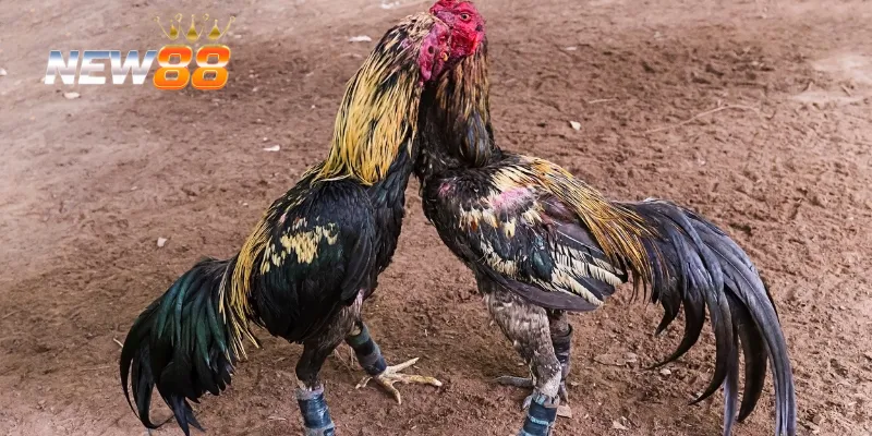 Cách cá cược trực tiếp đá gà C1